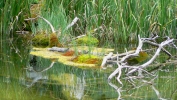 PICTURES/Alpine Pond Nature Trail - Cedar Breaks National Monument/t_Alpine Pond3.JPG